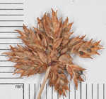 Royal flatsedge